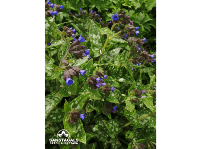 Pulmonaria angustifolia   'Variegata'